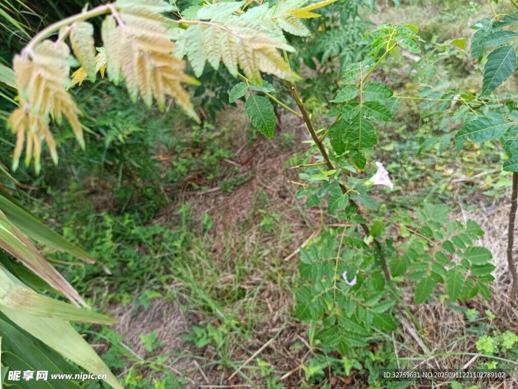 林间绿植与绽放的白色小花