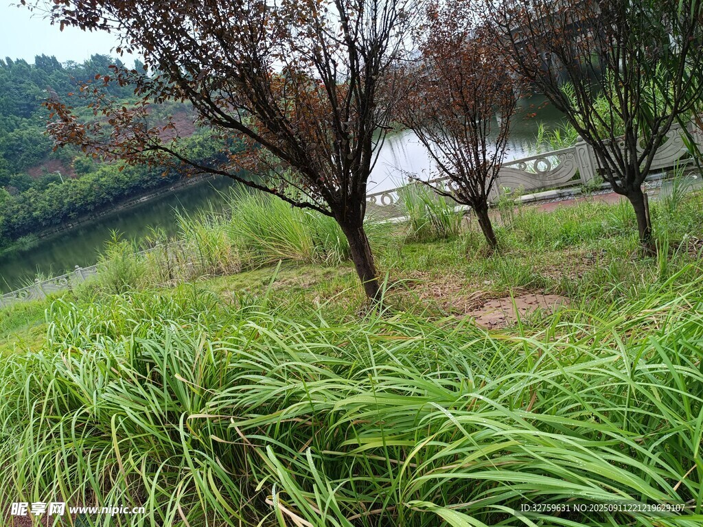 郊外草地与树木风景图
