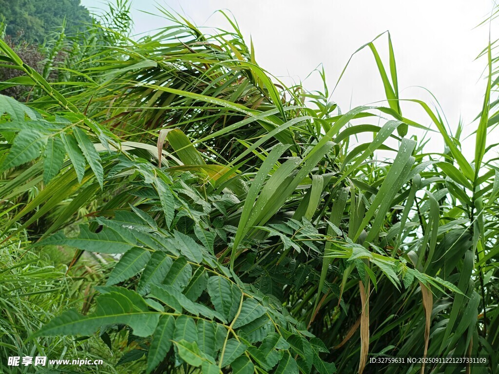 山间繁茂的绿色植物景观