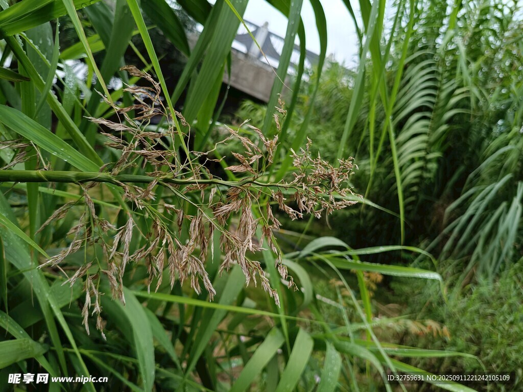 繁茂绿植中的自然景致