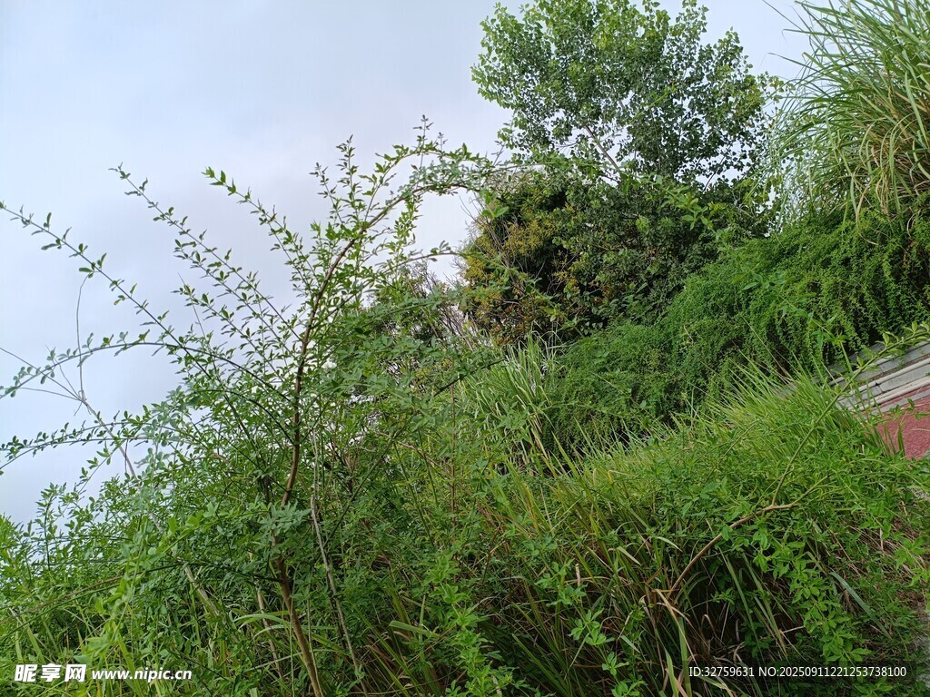 野外繁茂绿植景观