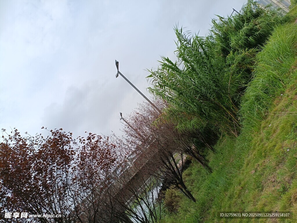 户外自然风景中的树木