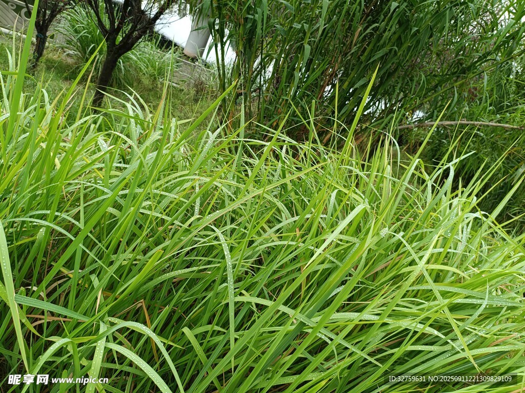 茂盛绿草景观