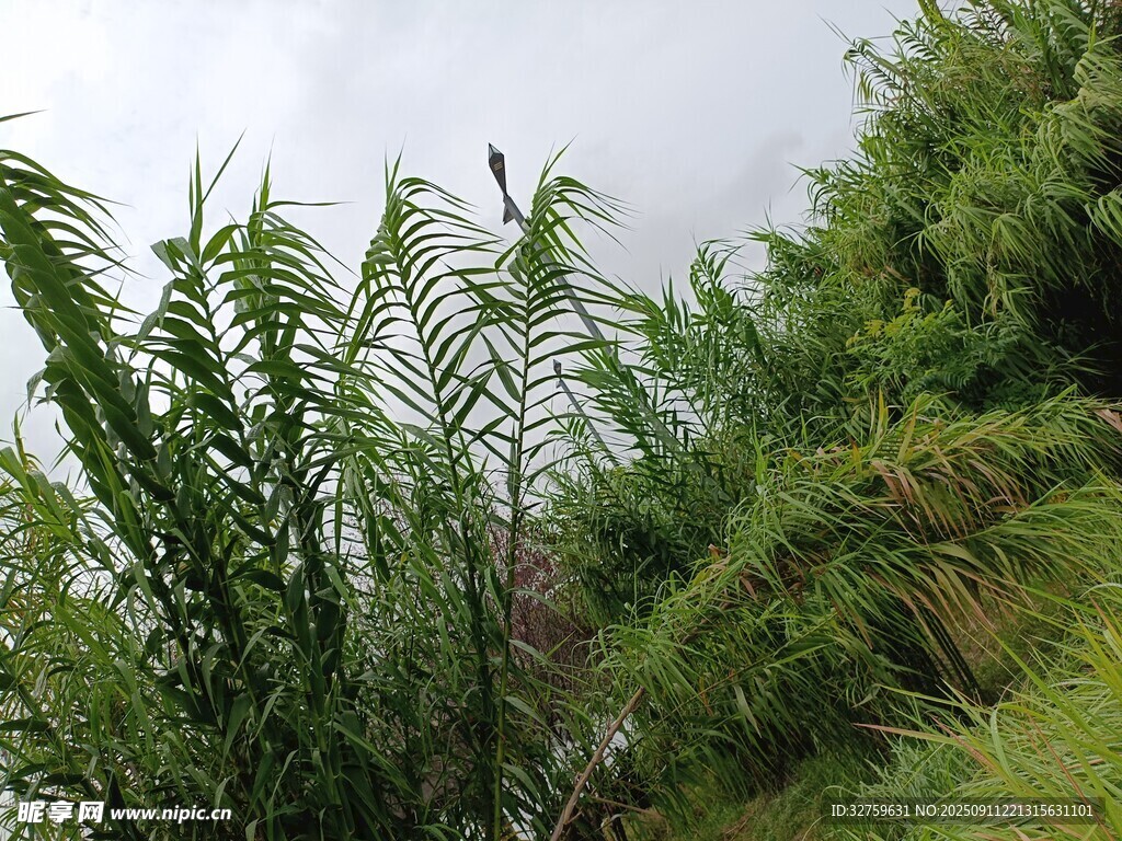 野外繁茂的绿色植物景观