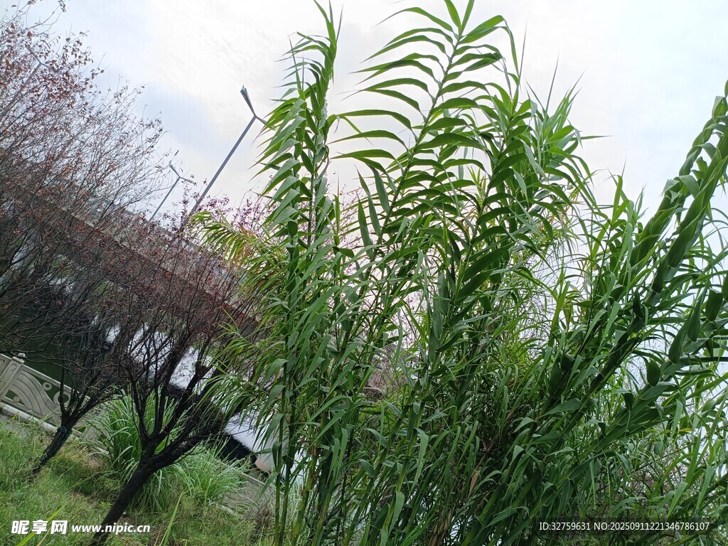 野外挺立的绿色植物