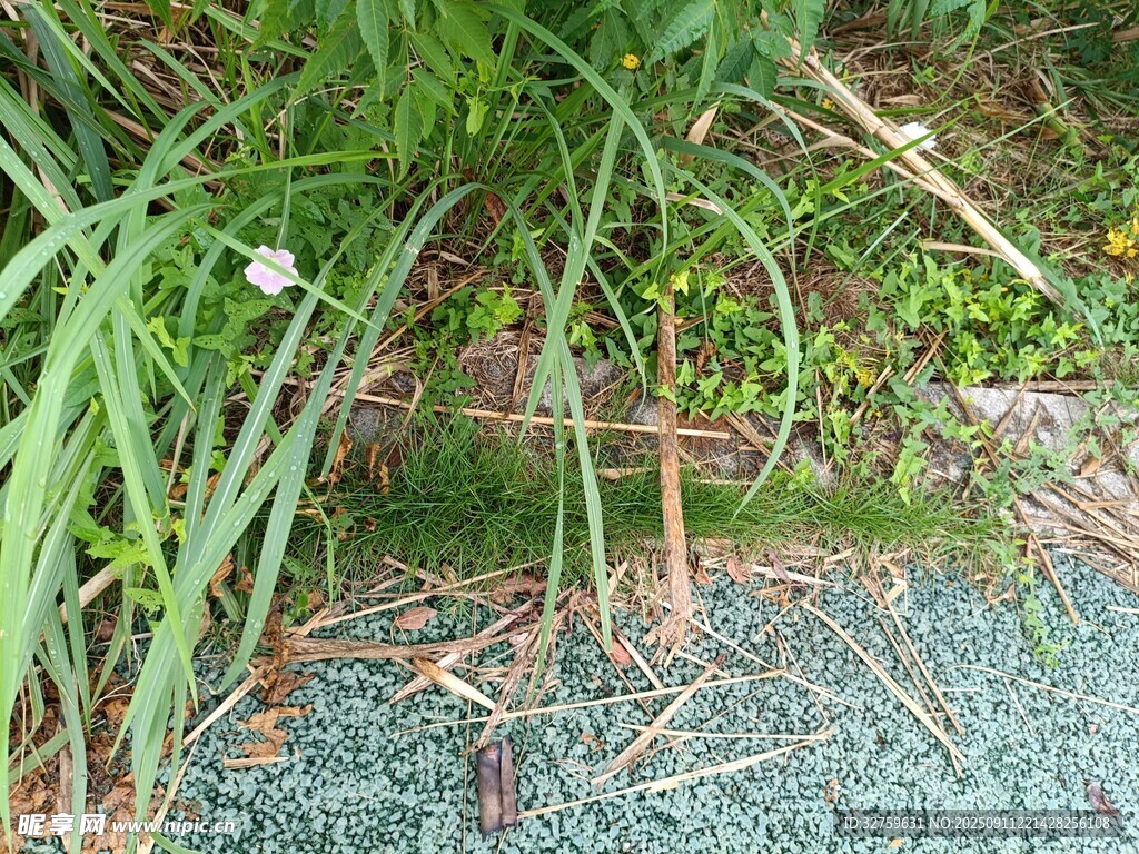 草丛中的细长腿生物