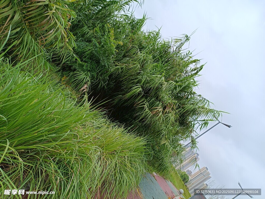 山坡葱郁绿草与植被
