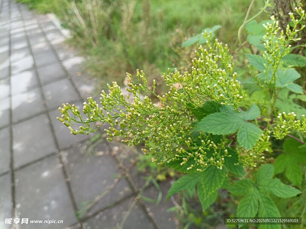 砖路旁的翠绿植物