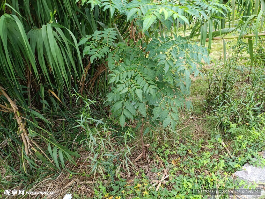 庭院中的绿植景观