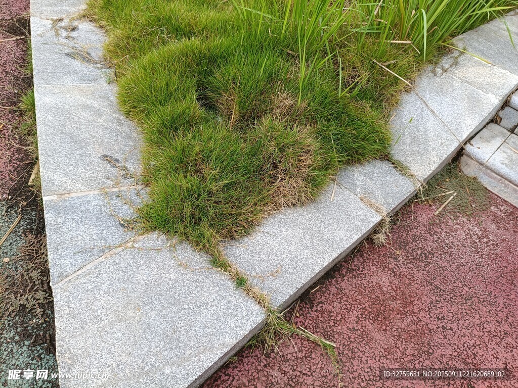 石板缝隙间生长的绿色小草