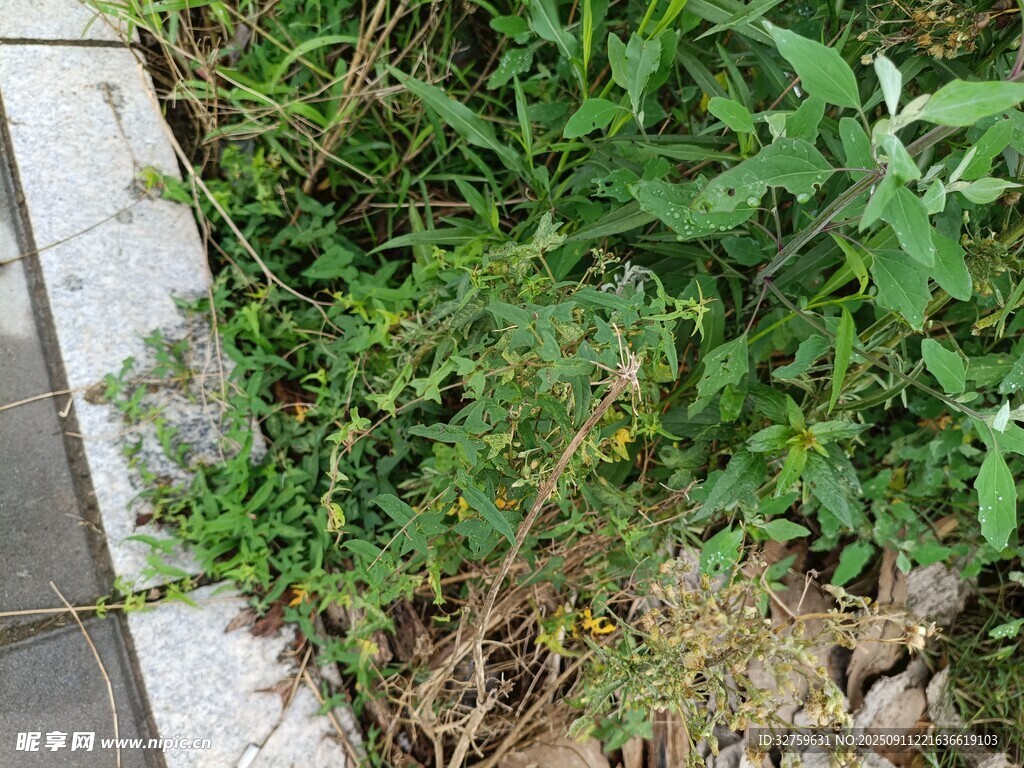 路边生长的绿色杂草