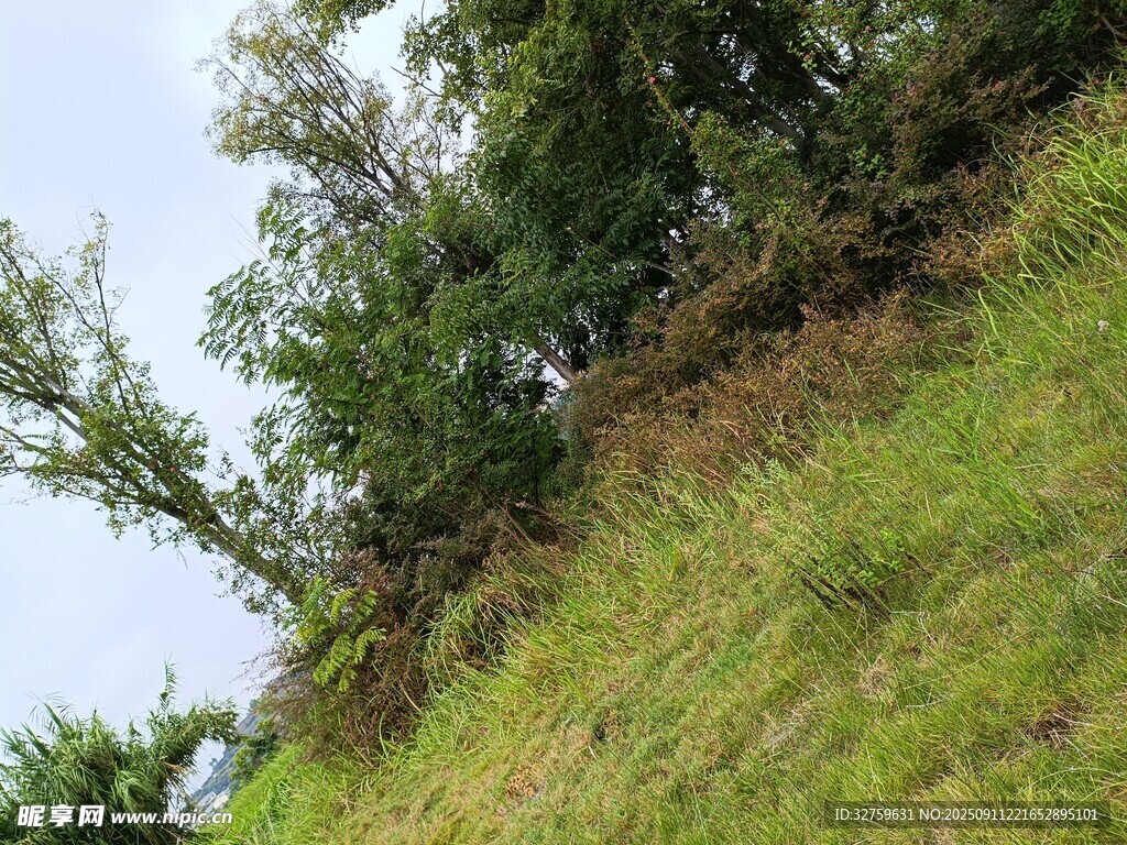 山坡绿植景观