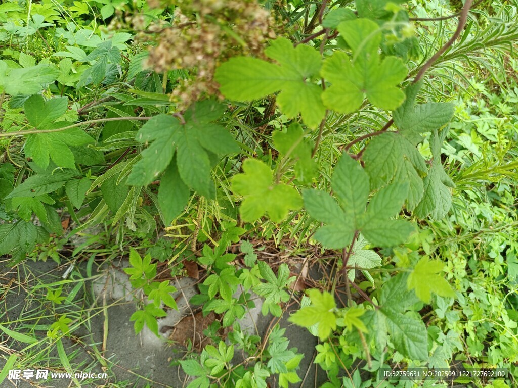 野外繁茂绿植景象