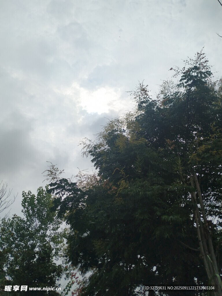 阴天中的茂密树林