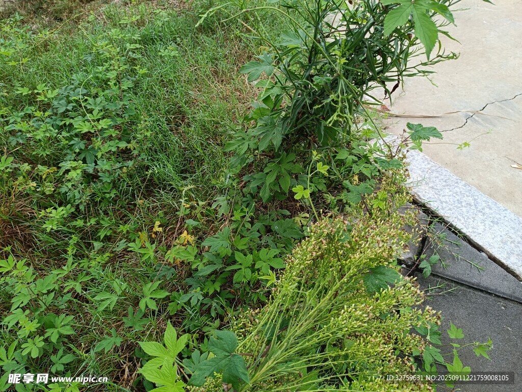 路边繁茂绿植景观