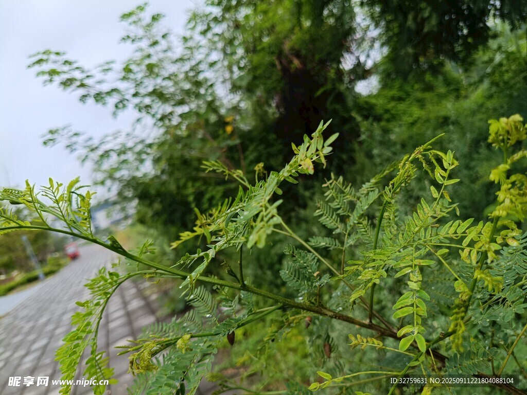 路边繁茂绿植景观