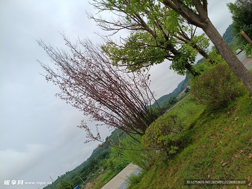 路边树木与草地风景