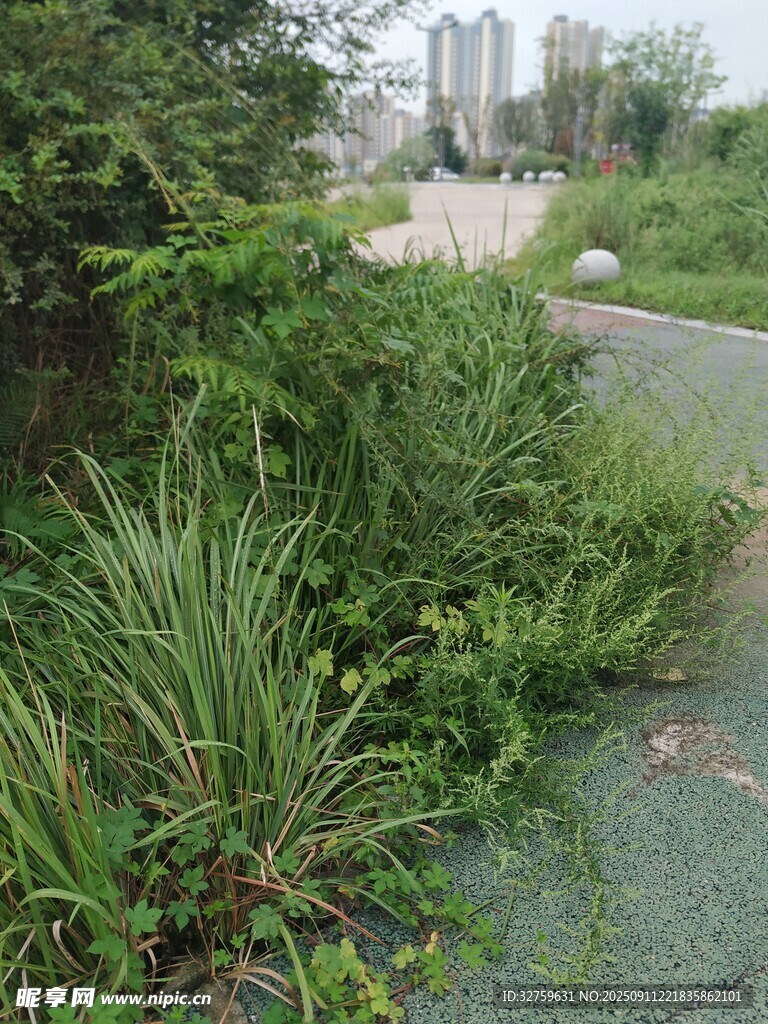 路边繁茂绿植景观