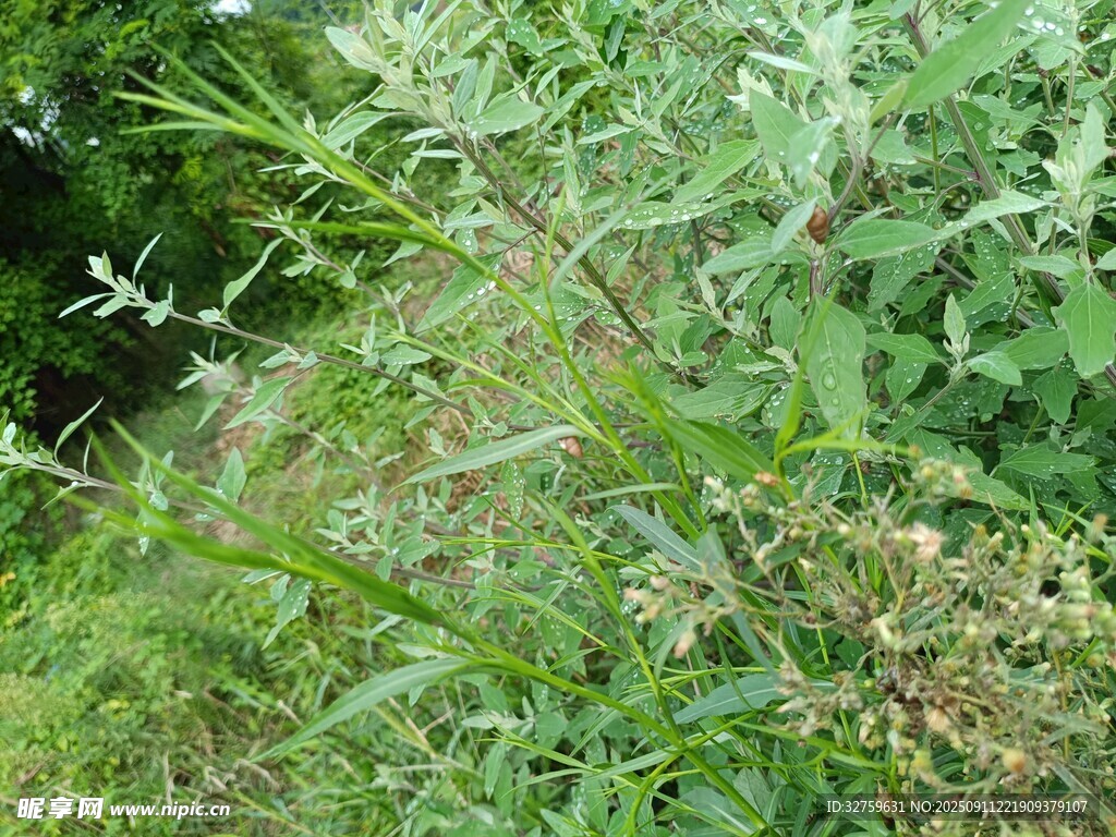 野外繁茂绿植景观