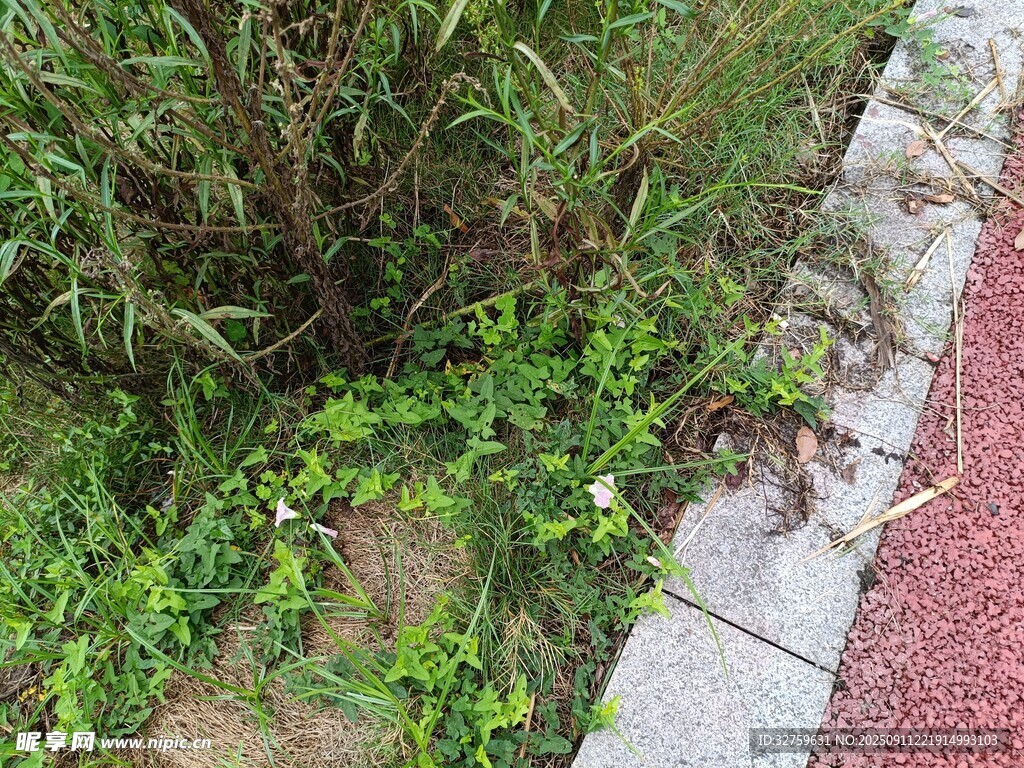 路边绿植景观