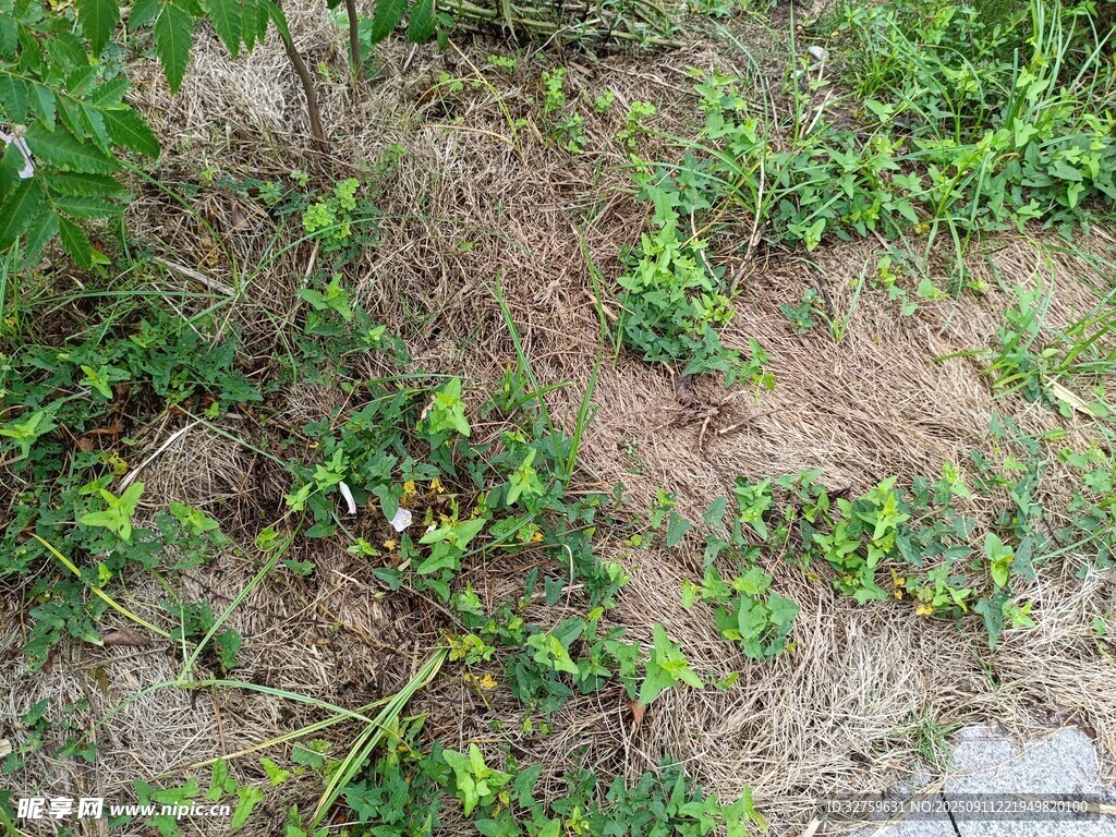 地面生长的绿色蔓生植物