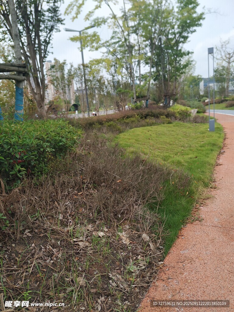 公园小径旁的绿植景观