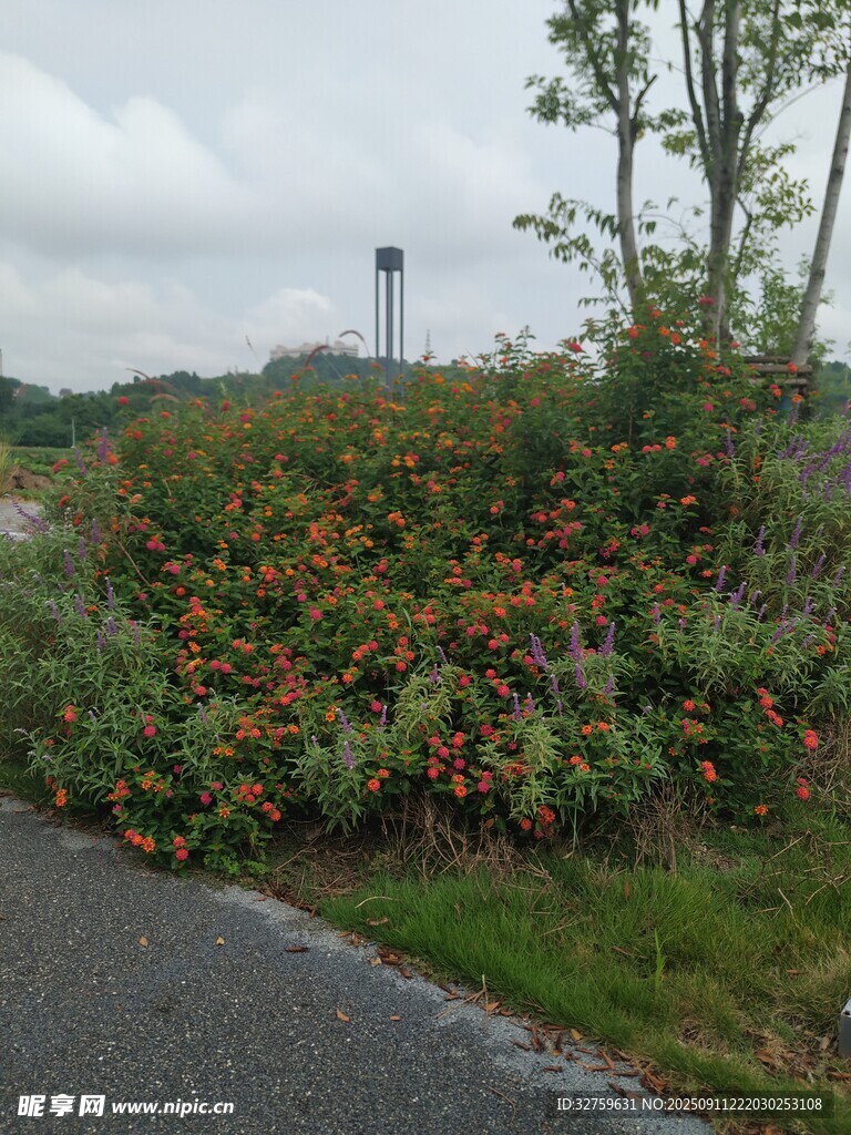 路边花丛与远处灯塔