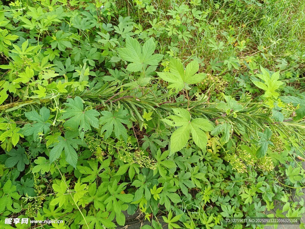绿意盎然的繁茂植物
