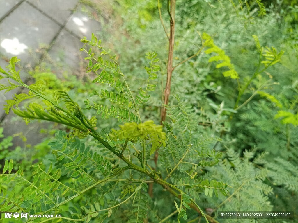 翠绿繁茂的植物枝叶