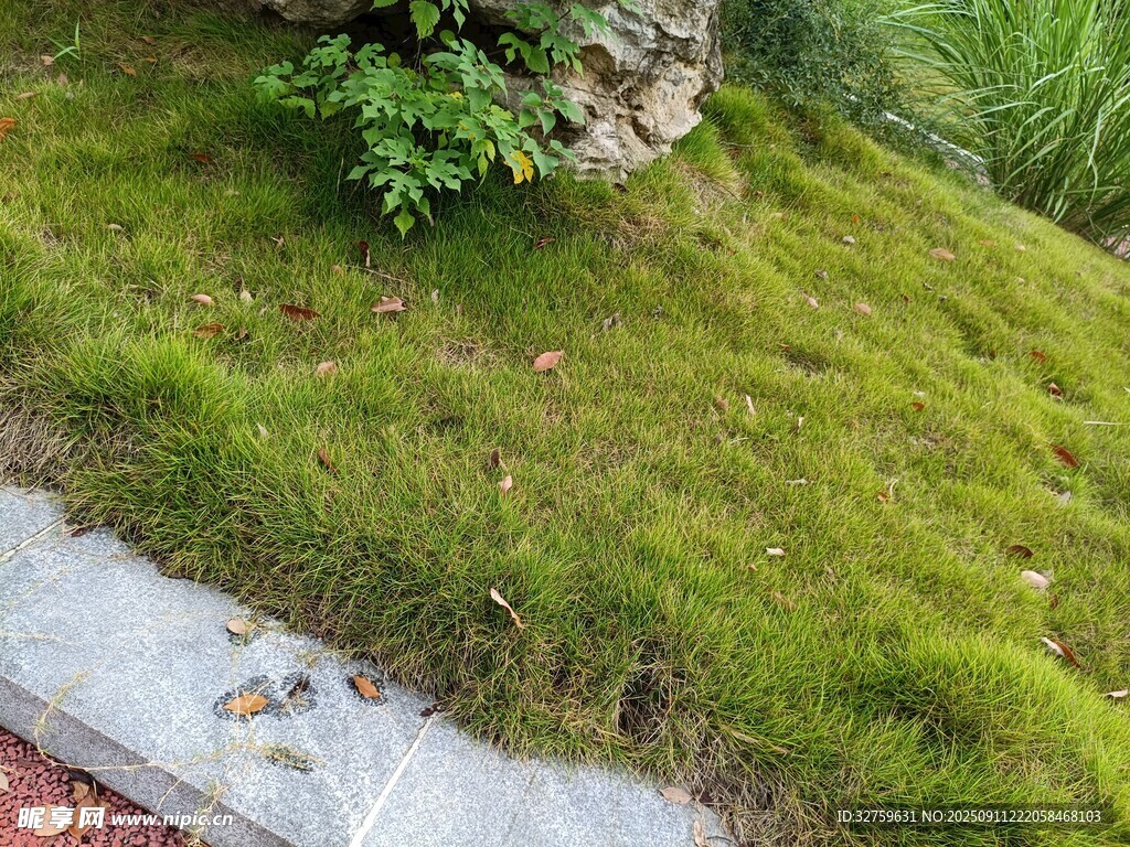 翠绿苔藓覆盖的石边景致