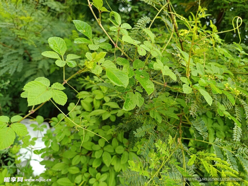 繁茂绿植 