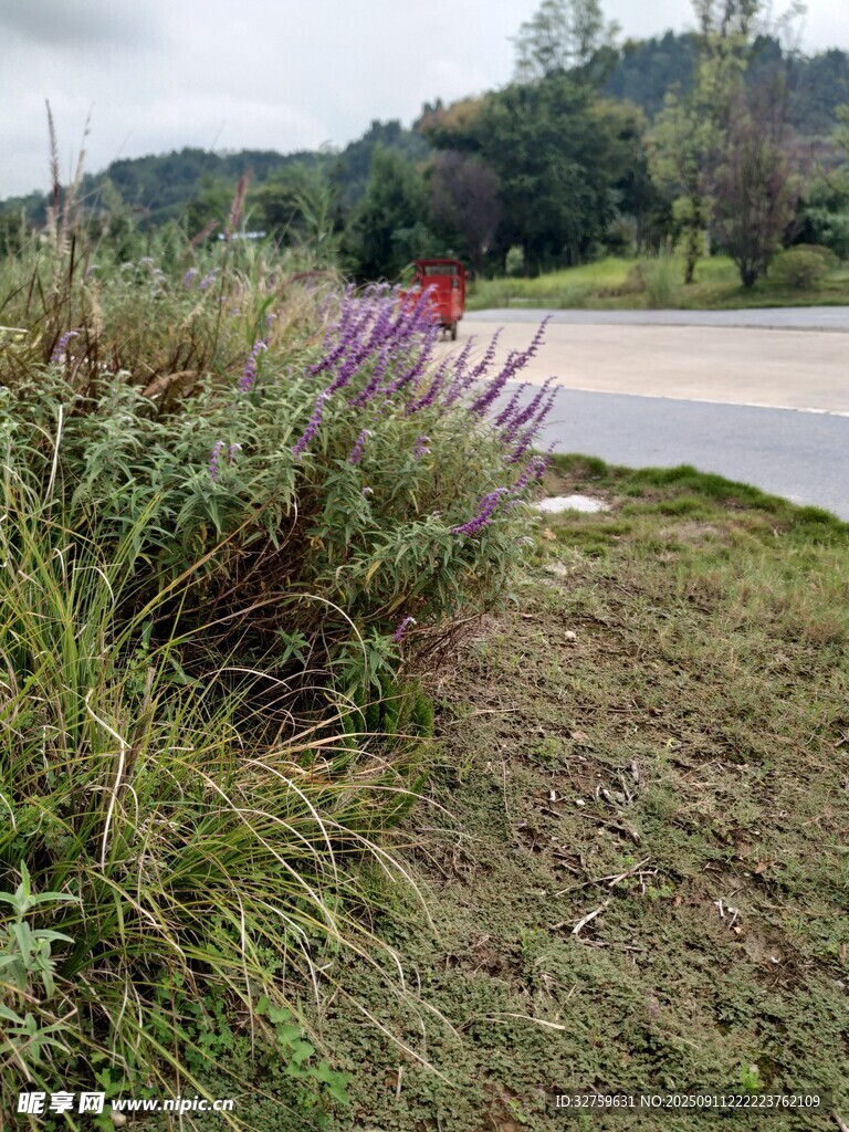 路边绽放的紫色野花