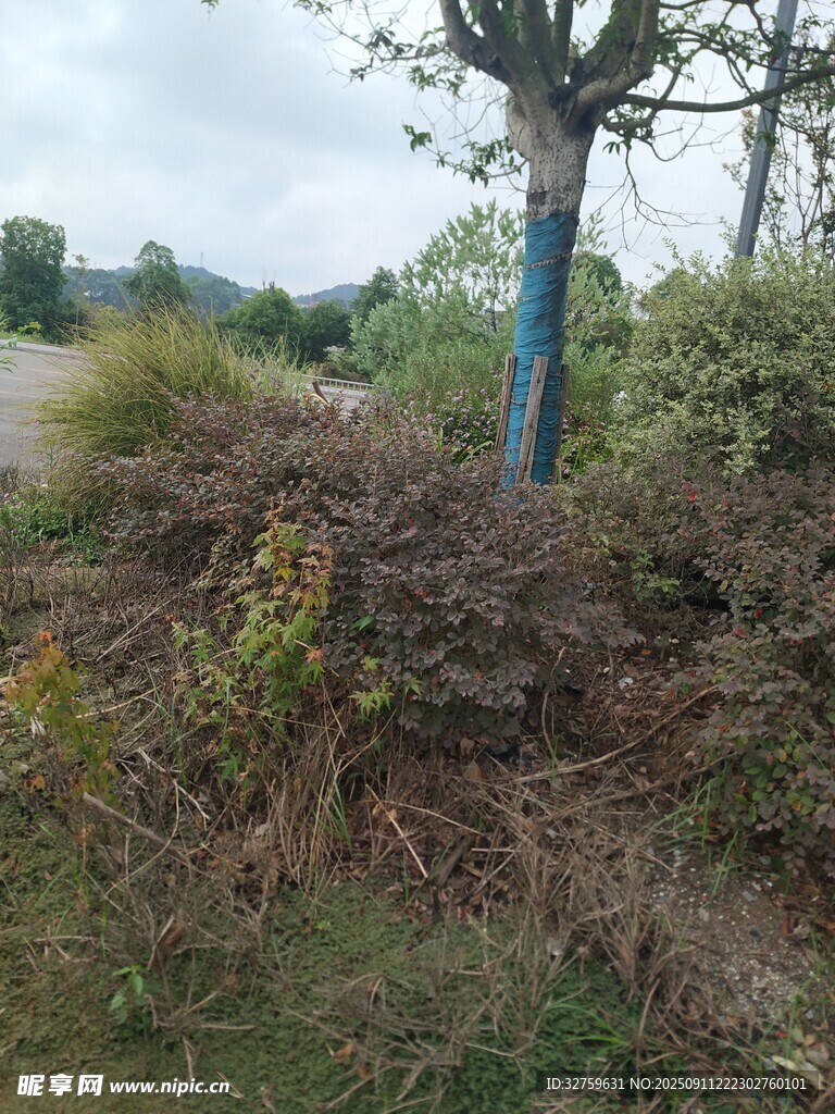 野外树木旁的杂草景象