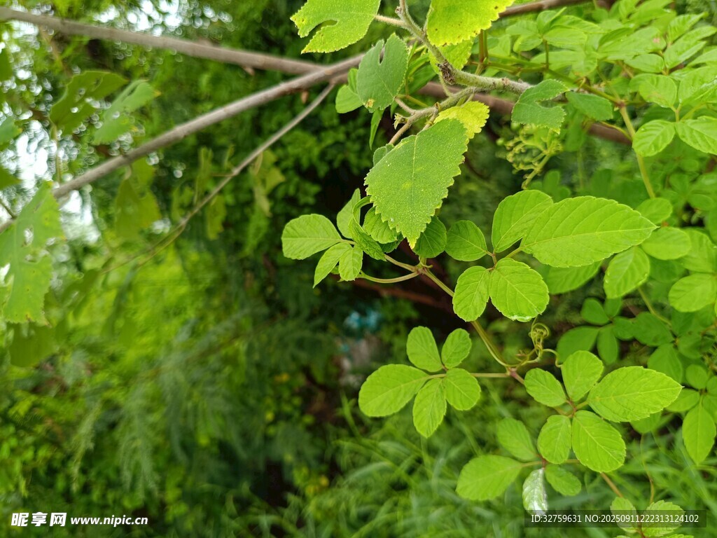 翠绿枝叶间的生机景象