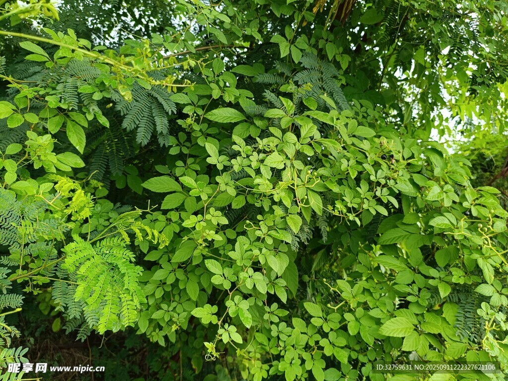 翠绿繁茂的植物景观