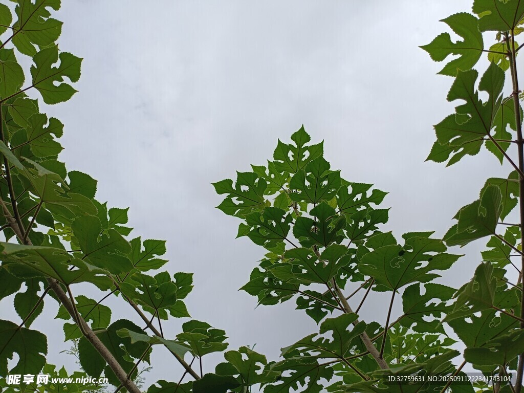 仰视茂密翠绿的树叶
