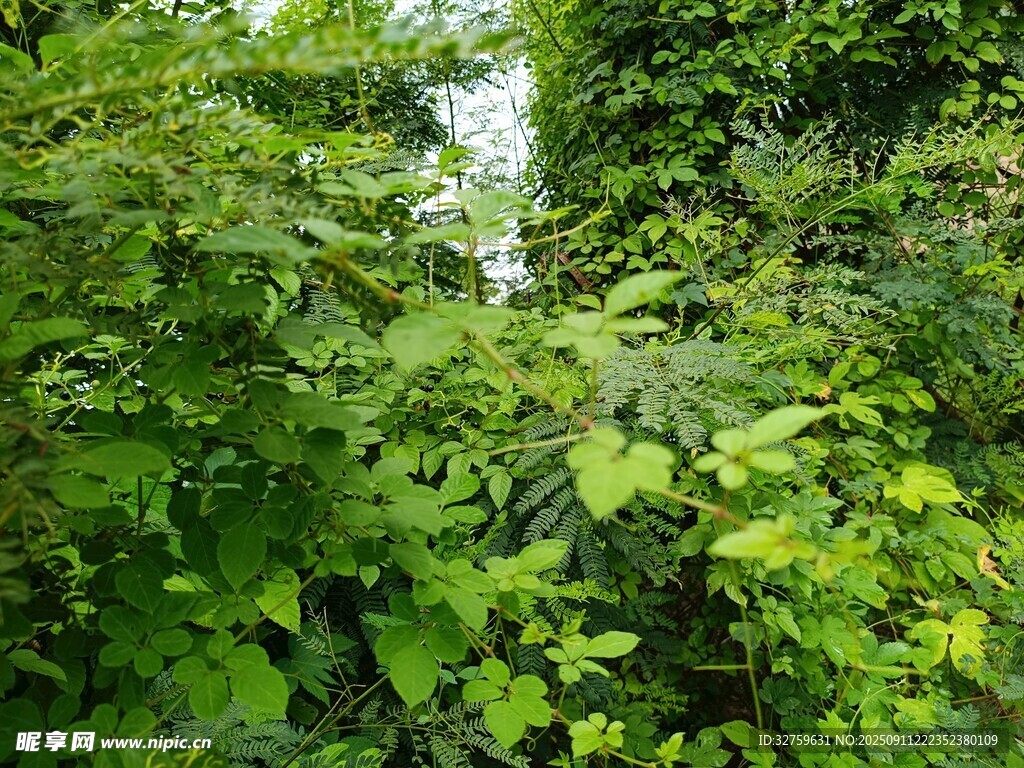 繁茂绿植景观
