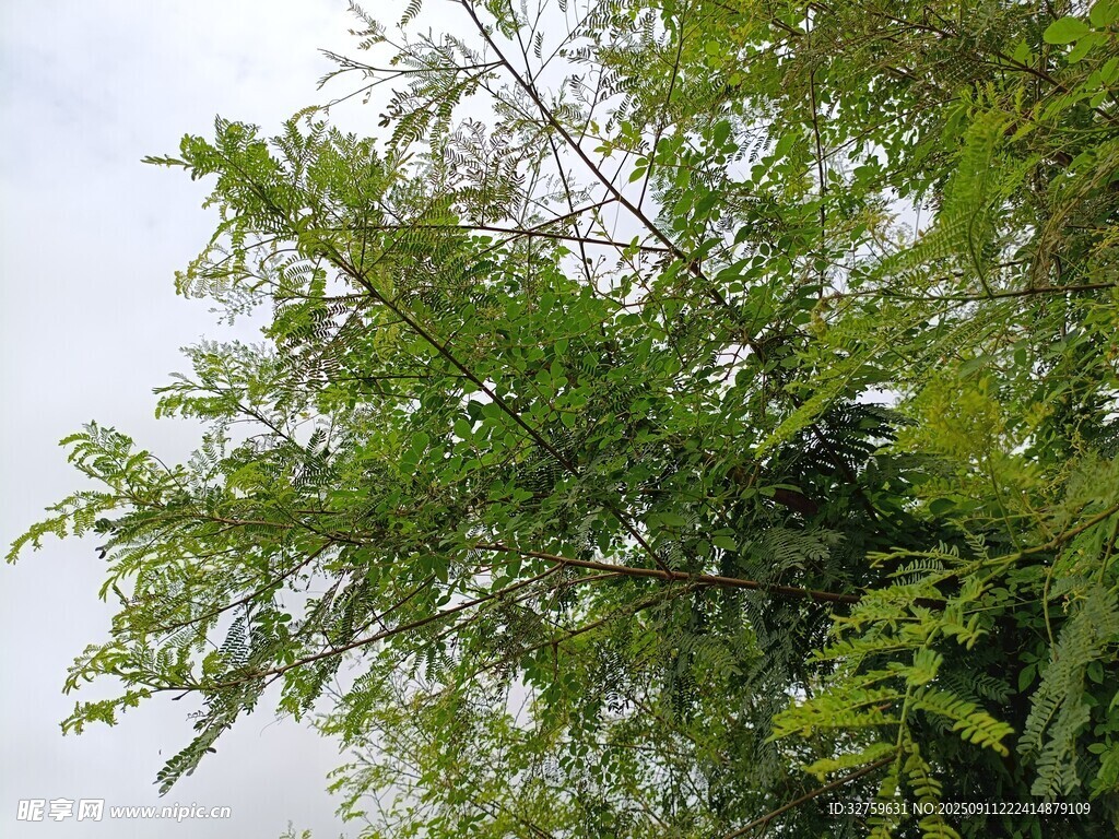翠绿繁茂的树木枝叶