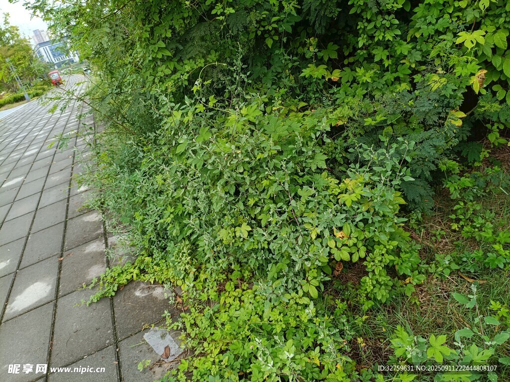 路边繁茂绿植景观