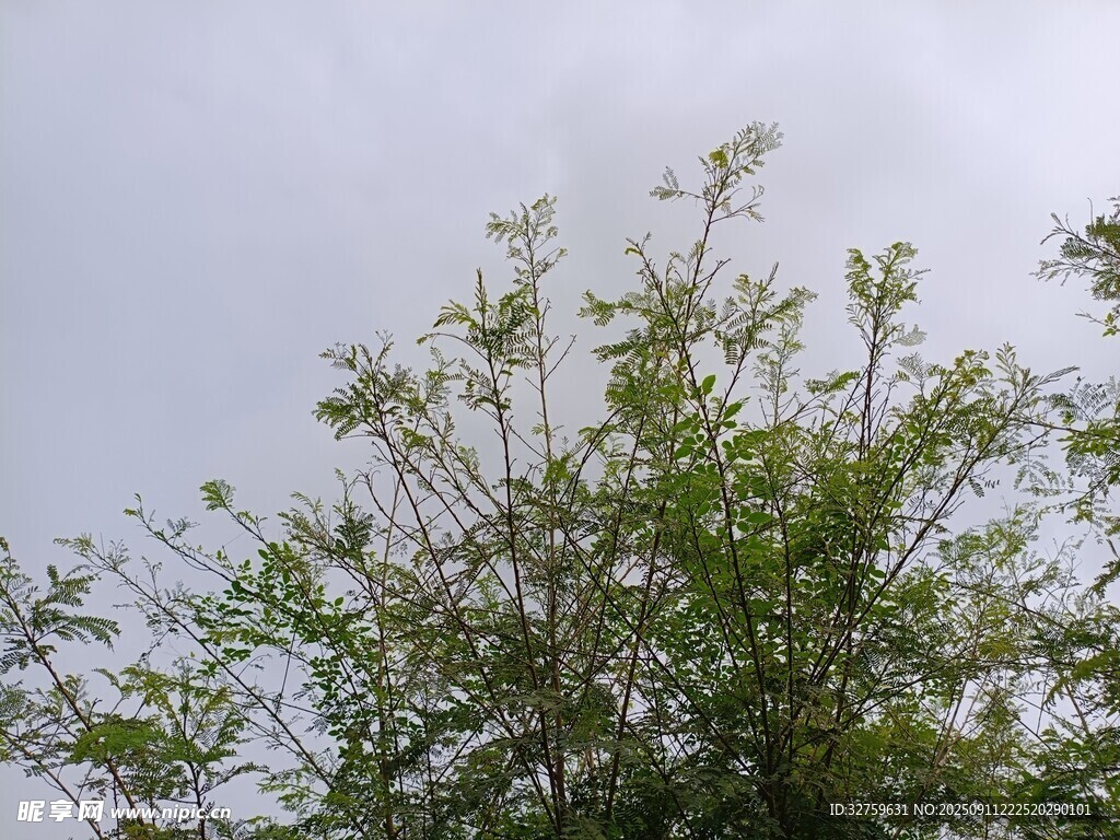 枝头新绿