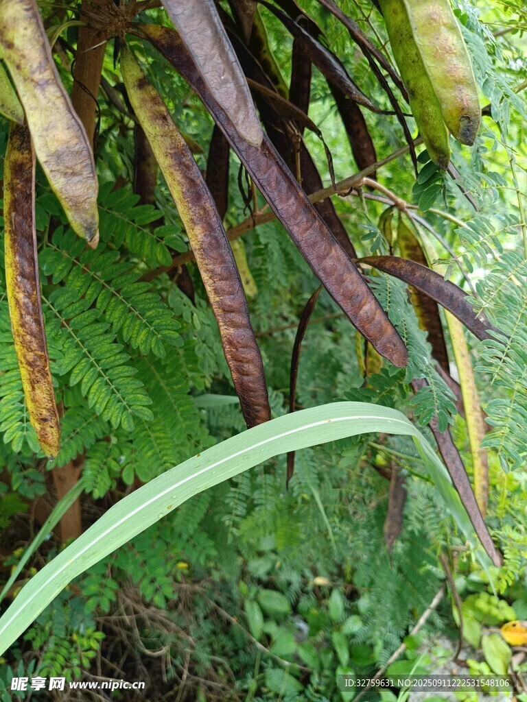 翠绿蕨类植物特写