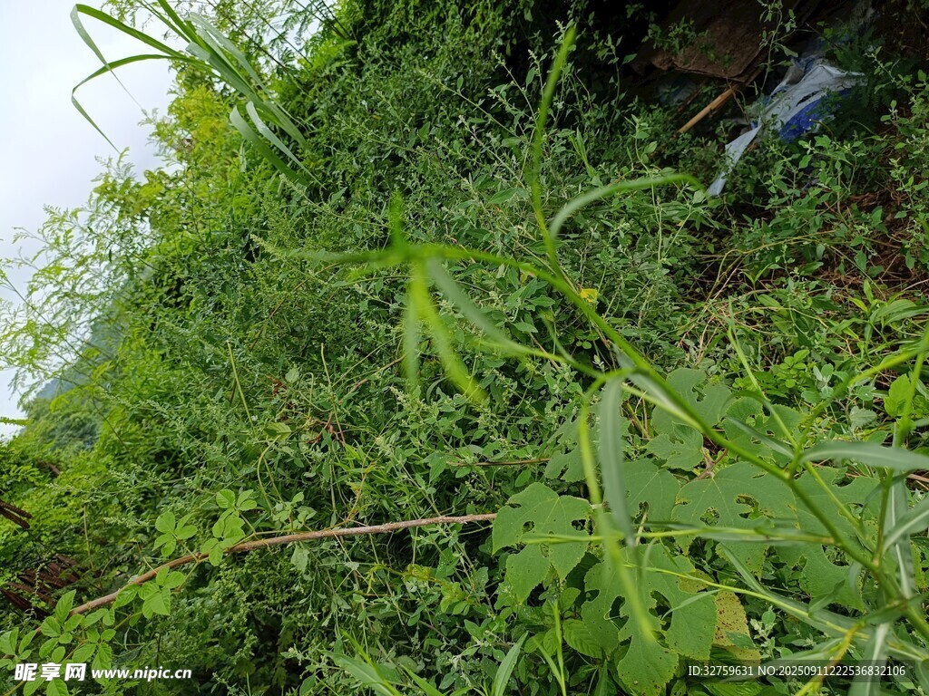 繁茂绿植景观