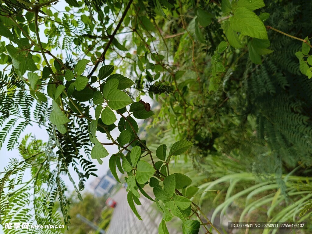 繁茂绿植 