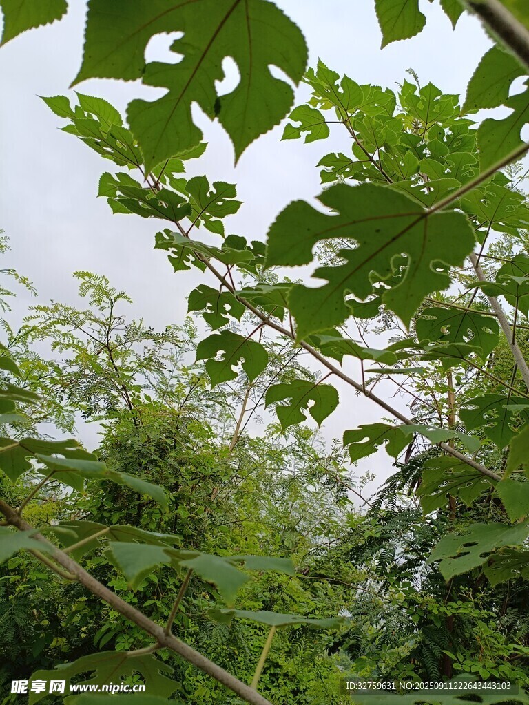 繁茂绿植的自然景象