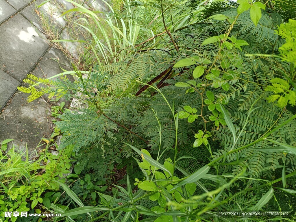 繁茂绿植景观