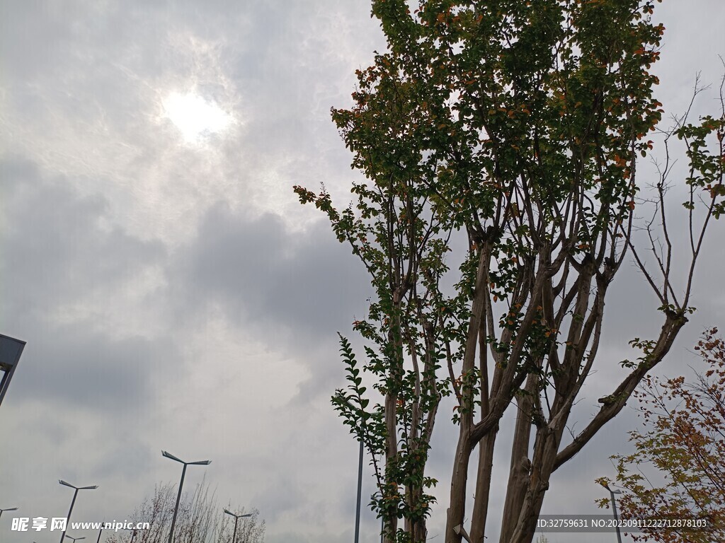 阴天中的树木与朦胧天空