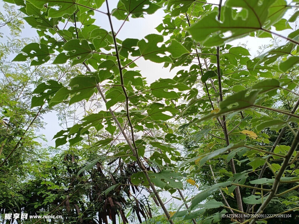 繁茂绿植展现自然生机