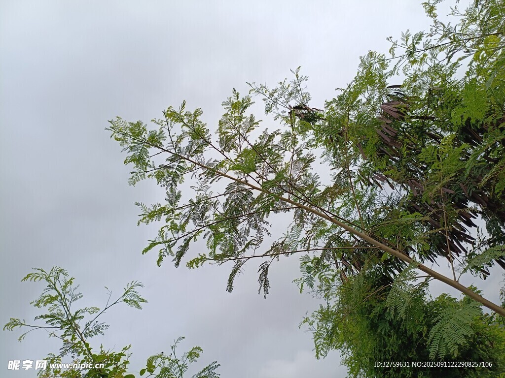 枝头绿叶映灰白天空