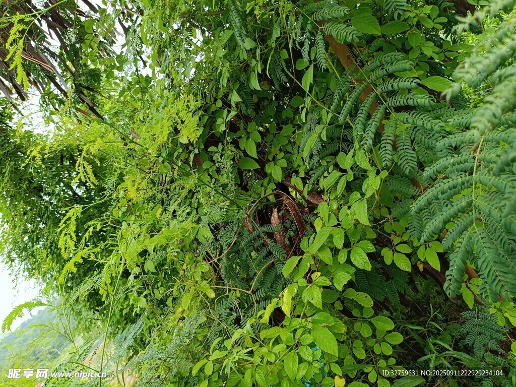 繁茂绿植景观