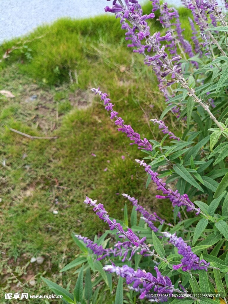 紫色花丛中的自然美景